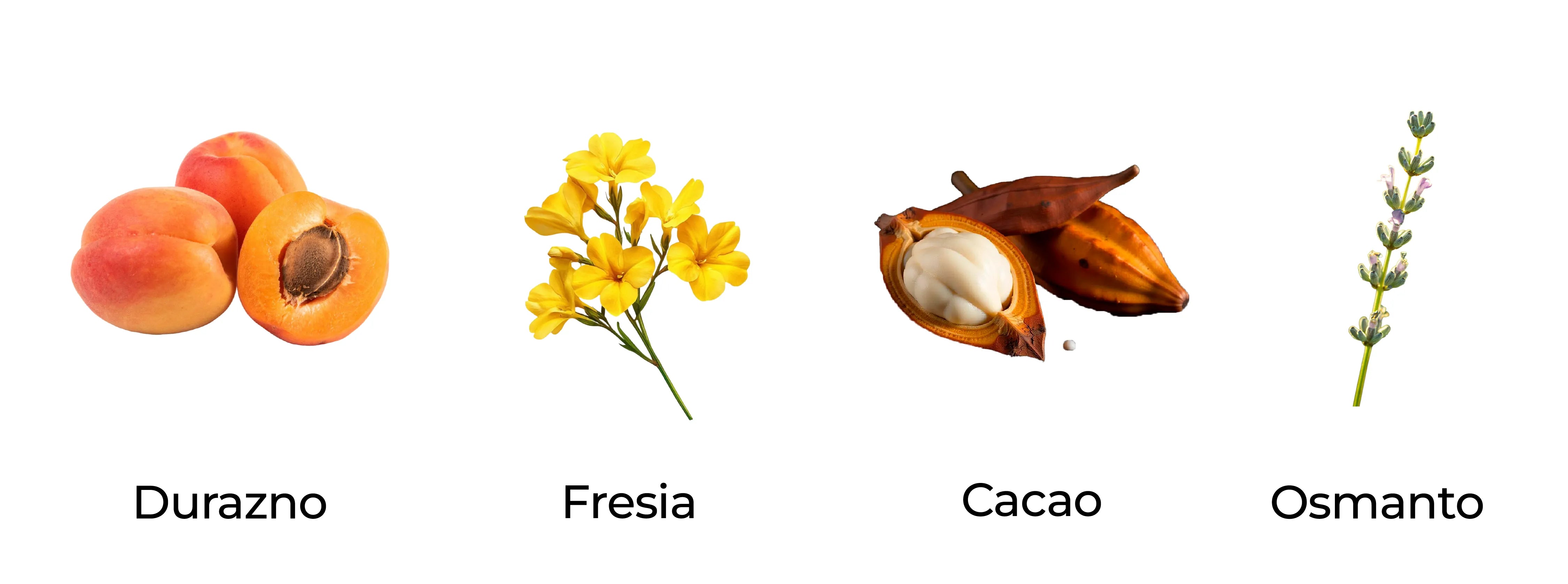 Notas olfativas