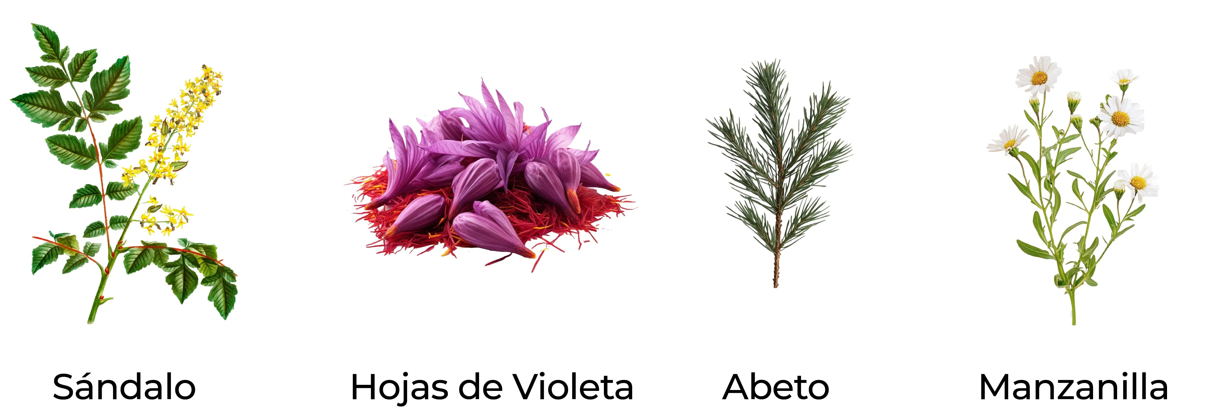 Notas olfativas